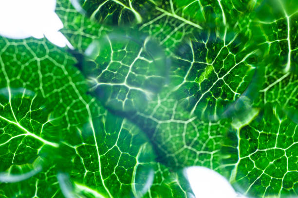 Green leaf fresh rain drops style cosmetic ingredient molecular textured background