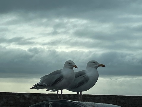 Two Seagulls on a stormy day