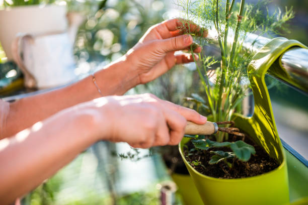 istock Woman gardening on balcony 1693763026