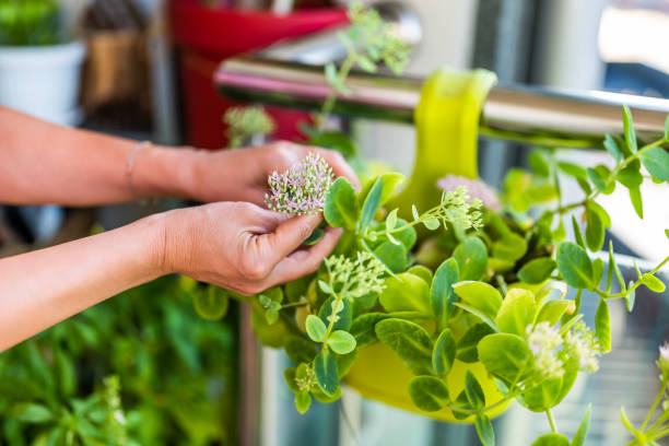 istock Woman gardening on balcony 1693763600