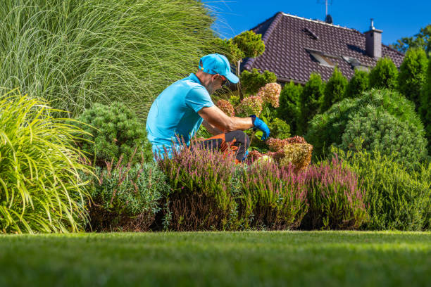 istock Professional Gardener Performing Backyard Plants Maintenance 1693767107