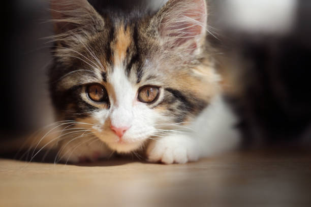 kitten with tortoiseshell long hair Long haired tortoiseshell kitten tortoiseshell cat stock pictures, royalty-free photos & images