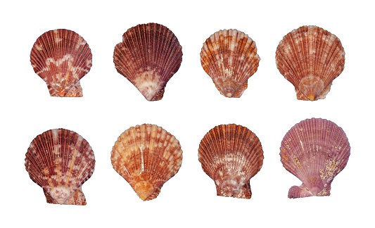 Collection of seashells on blue background