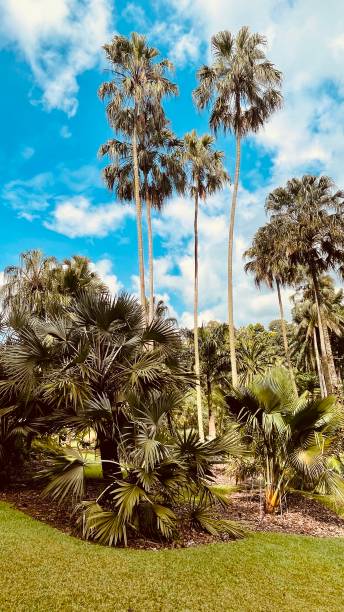 istock Botanic garden Singapore 1693779496
