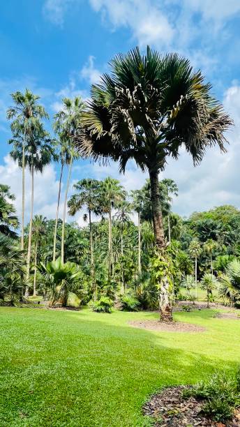 istock Botanic garden Singapore 1693780571
