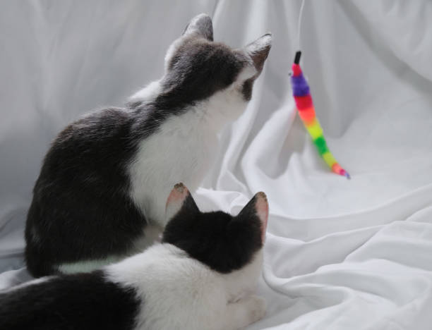 istock Cozy home background with pets. A charming cute gray and white kittens sitting on a white sheet on the bed and playing with a colorful striped snake toy on a string. Two domestic cats. Rear view. 1693786198