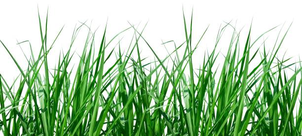 istock natural green grass border isolated 1693790157