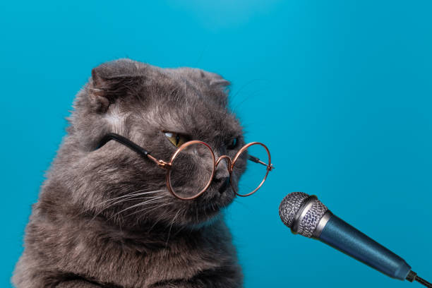 istock A fluffy gray cat in glasses on a blue background speaks into a microphone. Smart cat with glasses performs 1693792432