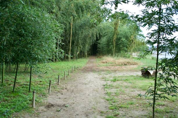 istock Bamboo grove promenade along the Kiso River 1693796038