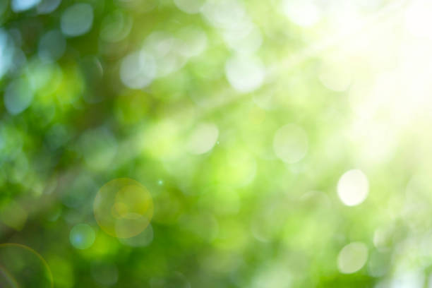istock natural green bokeh with sunlight background 1693796533