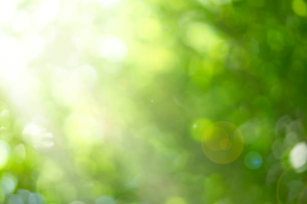Blurry plant with natural morning sun light