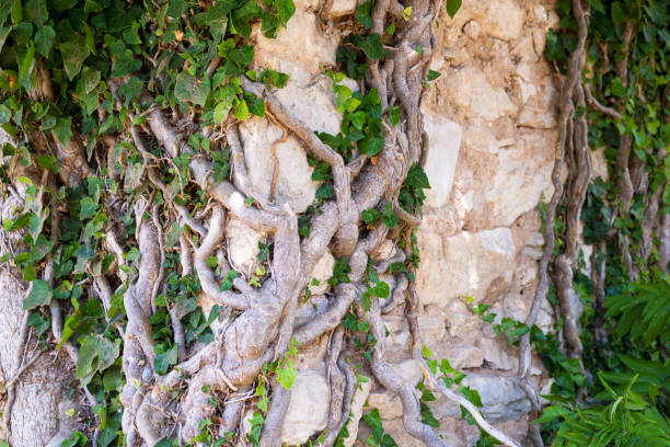 Ivy under the old wall. stock photo