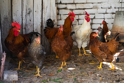 Flock of chickens in organic farm.