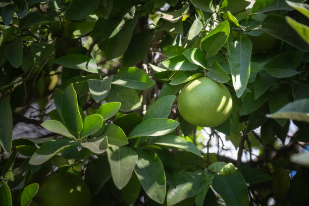 istock green orange fruits. among tree branches and leaves. 1693799092