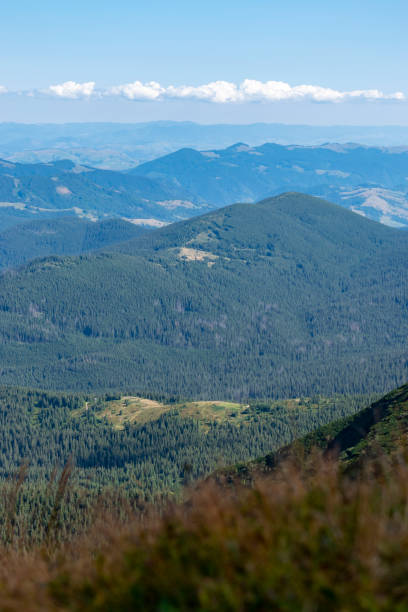 Mountain landscape with forest in the Carpathian mountains of Ukraine. stock photo