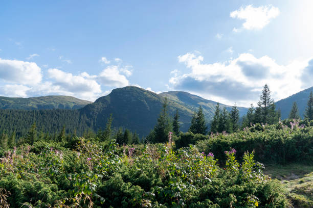 Mountain landscape with forest in the Carpathian mountains of Ukraine. stock photo