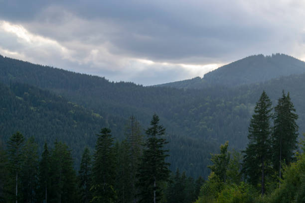 Mountain landscape with forest in the Carpathian mountains of Ukraine. stock photo