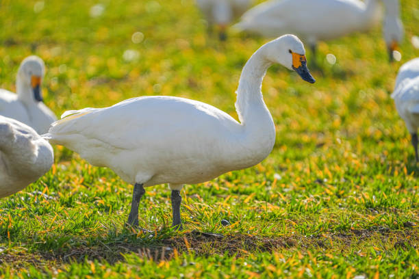 swan - 12023 imagens e fotografias de stock