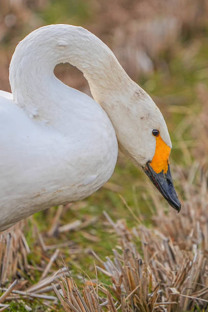 swan - 12023 imagens e fotografias de stock