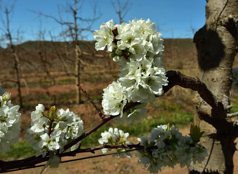 Close-up of white ruby star plum blossoms