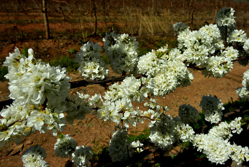 Close-up of white ruby star plum blossoms