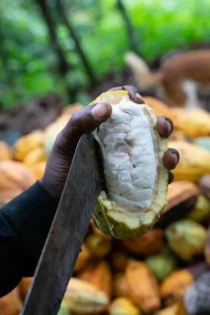 The cocoa fruit must be opened by hand to extract the beans. Organic cocoa farmers in Ghana use their machete therefore.