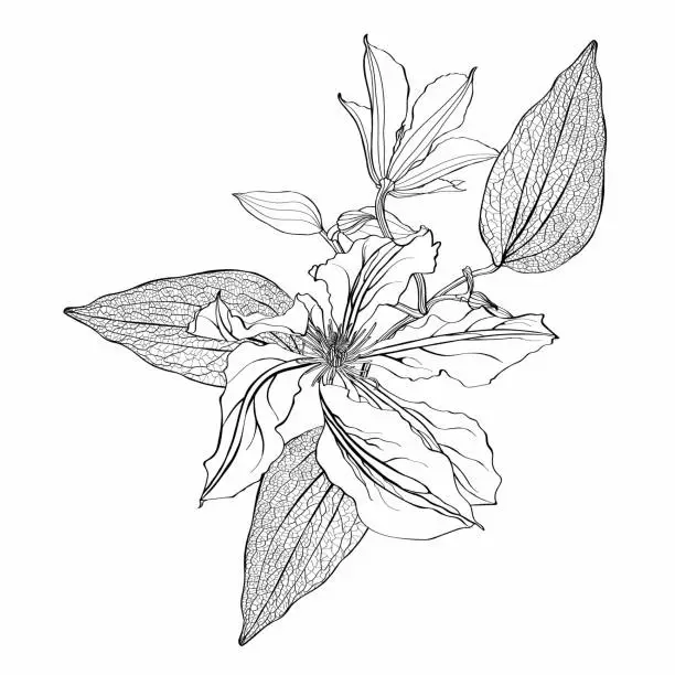 Vector illustration of Black and white line illustration of clematis flower and leaves on a white background.
