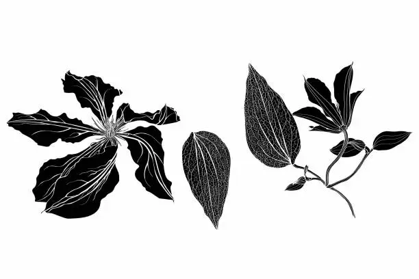 Vector illustration of Black and white line illustration of clematis flowers on a white background.