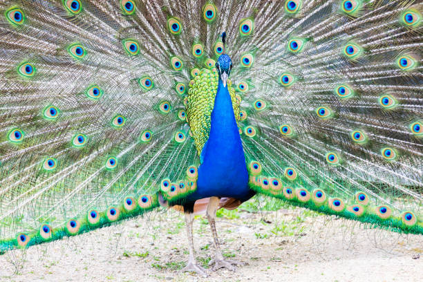 istock Peacock portrait. Beautiful colourful peackock feather 1693816122