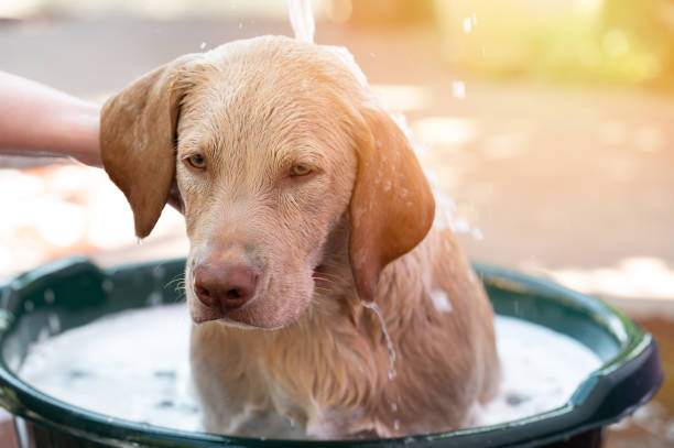 istock Vet wash with hands labrador dog 1693827929