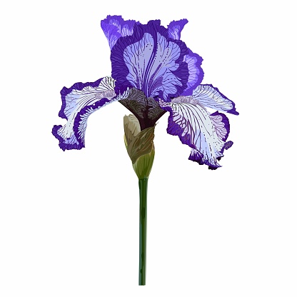 Summer garden iris flower. Iris flowers isolated on white background. Colorful vector illustration.