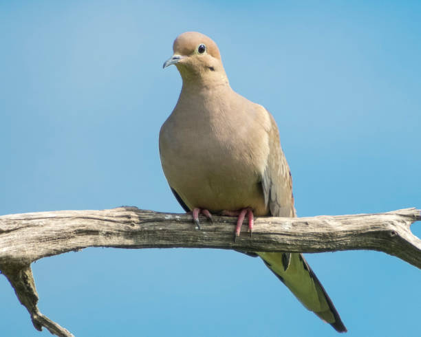 istock Mourning Dove (Zenaida macroura) North American Backyard Bird 1693847035