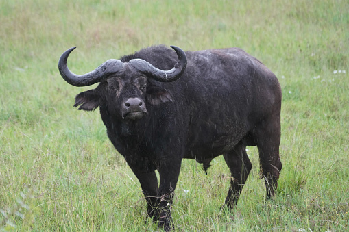 Buffalo in Serengeti National Park - Tanzania