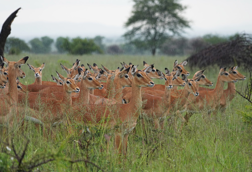 Impala Antelopes - Serengeti National Park - Tanzania