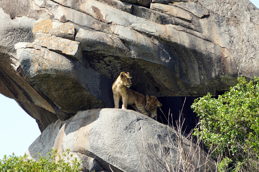 Lions in Serengeti National Park - Tanzania