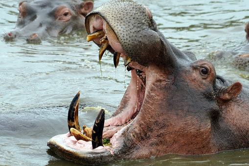 Hippopotamus in Serengeti National Park - Tanzania