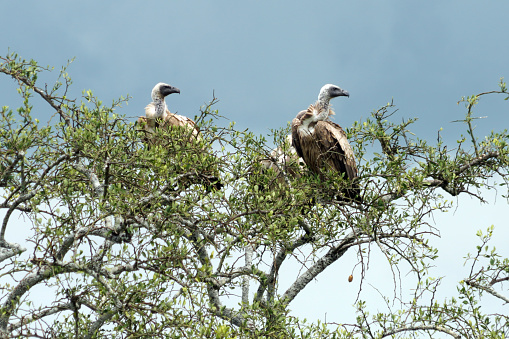 Vultures in Serengeti National Park - Tanzania