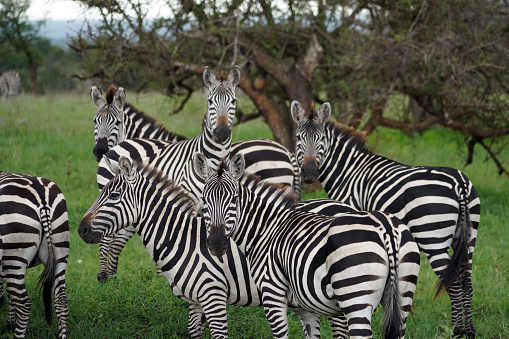 Zebras in Serengeti National Park - Tanzania