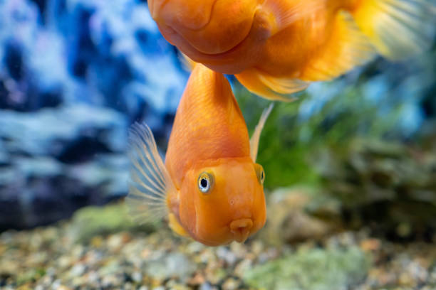 istock Orange parrot fish in the aquarium. Red Parrot Cichlid. Aquarium fish. 1693853793