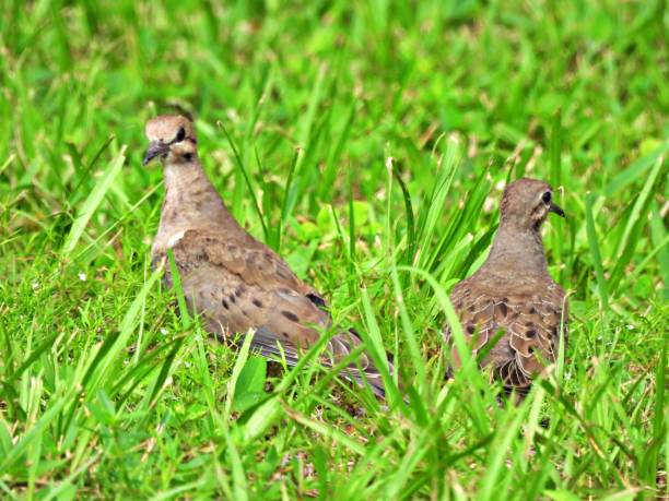 istock Common Ground Doves (Columbina passerina) in the grass 1693861565