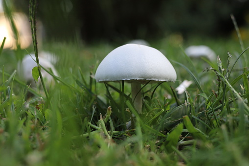 The white champignon (Agaricus arvensis) in the green grass