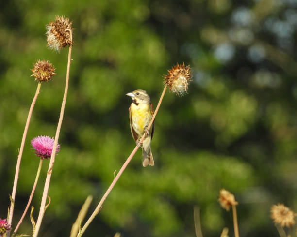 istock Dickcissel (Spiza americana) North American Grassland Bird 1693869600