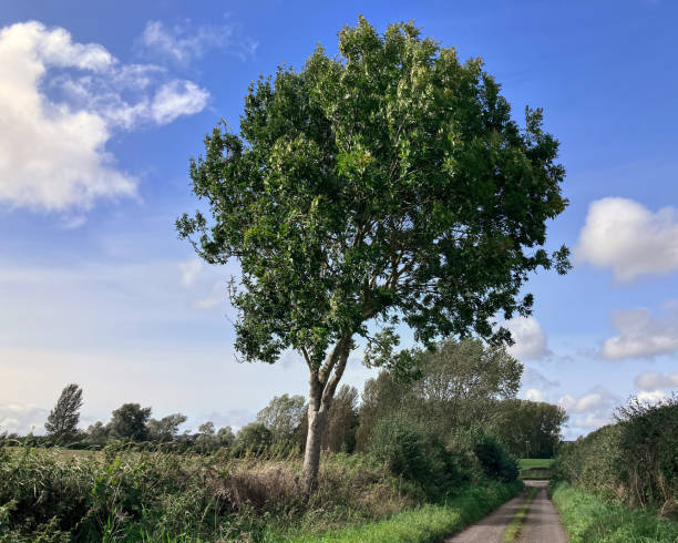 istock Tree alongside a country lane by fields under blue skies 1693870209