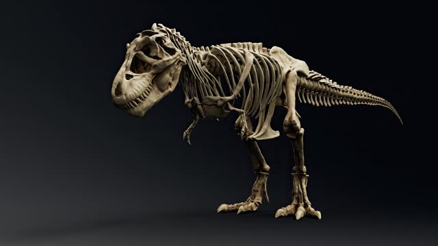 Trannosaurus Rex Sue Skeleton Animation render of background. 3d rendering