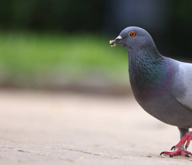 istock Pigeon eating bread and gazing with intent 1693871286