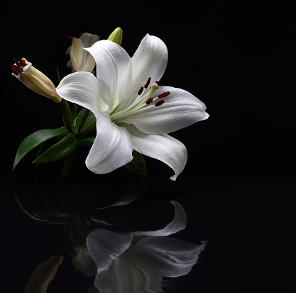 Pink lily flower on sunny spring day