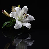 White Lily on black background