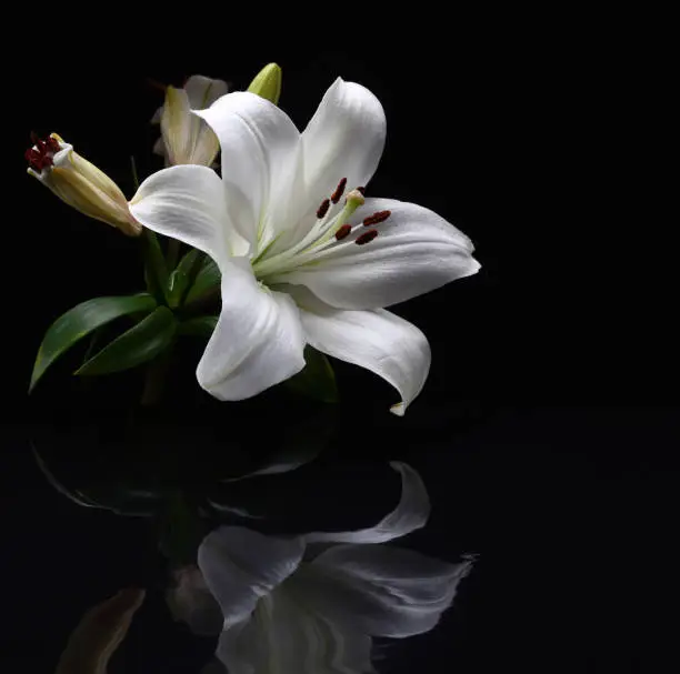 Photo of White Lily on black background