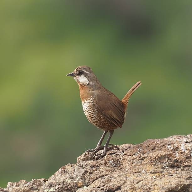 istock An adult Moustached Turca perches on a lookout rock 1693874268