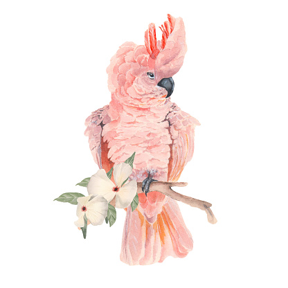 Illustration with pink cockatoo and white flowers.. Watercolor illustration on a white background. Suitable for prints, textiles, postcards, wallpaper. High quality photo